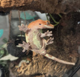 Grebenasti gekoni + terariji
