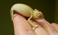 Jemenski kameleon