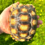 Kornjače sulcata