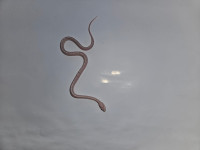 KUKURUZNE ZMIJE - 2 KOM NEOTROVNE