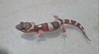 Leopard gekoni