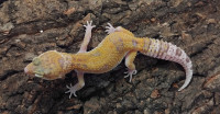 Leopard gekoni