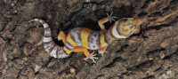 Leopard gekoni