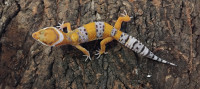 Leopard gekoni