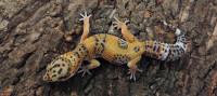 Leopard gekoni