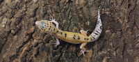 Leopard gekoni