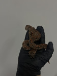 Madagaskarska boa zmija