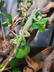 Mladi mužjak zelene iguane