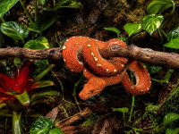 Mladi zeleni pitoni Morelia viridis