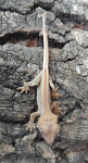 Novokaledonijski noćni gekon Correlophus ciliatus