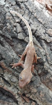 Novokaledonijski noćni gekon Correlophus ciliatus