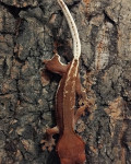 Novokaledonijski noćni gekon Correlophus ciliatus
