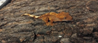 Novokaledonijski noćni gekon Correlophus ciliatus ŽENKE