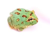Pacman žaba