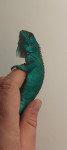 Plava iguana