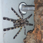 poecilotheria regalis