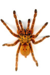 Usambara Orange Baboon Tarantula