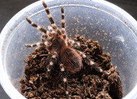 Tarantula Acanthoscurria geniculata