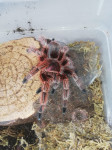 Tarantula chelian rose hair  6-7cm