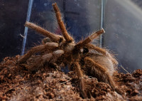 Tarantula Hysterocrates laticeps 12 cm