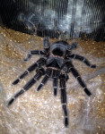 Tarantula / tarantule  Lasiodora parahybana