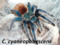 TARANTULA  / TARANTULE