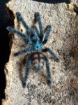 TARANTULA Caribena Versicolor