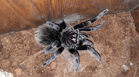 Tarantula Xenesthis immanis - odrasla ženka