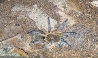 tarantule