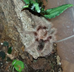 Tliltocatl albopilosum - tarantula