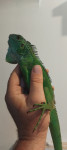 Zelena iguana.
