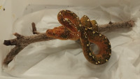 Zeleni piton Morelia viridis
