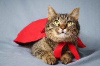 BREZA - Hrabre njuške