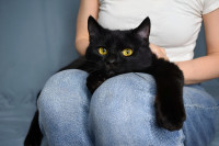 BRONHI - Hrabre njuške