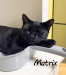 Crna maca Matrix traži dom