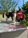Curica Vega (2mj) traži topli dom i odgovornog vlasnika