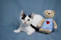 DOT - Hrabre njuške