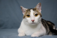 EGGNA - Hrabre njuške