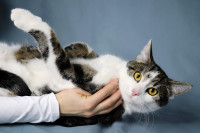 FERB - Hrabre njuške