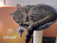 Florami - traži dom