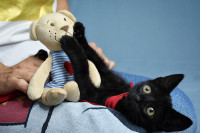 GATOLINO - Hrabre njuške