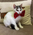 Buttercup traži novi dom!