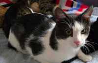 Grga kuca na vrata vašeg srca