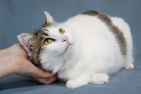 JANE DOE - Hrabre njuške