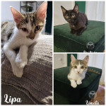 Lipa, Limeta i Liatris - traže dom