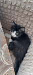 Lokica, dugodlaka mačkica 9 mjeseci stara