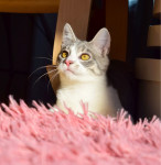 Mačić Dudu, 3.5 mj, TRAŽI DOM