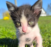 Mačići 2 i 3 mjeseca stari traže dom