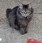 MACICI ZA UDOMLJAVANJE