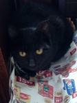 Mlada crna ženska mačka iz Splita traži dom